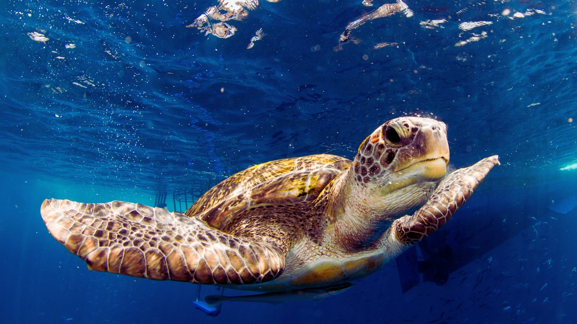 泰國海島旅遊：斯米蘭 Similan